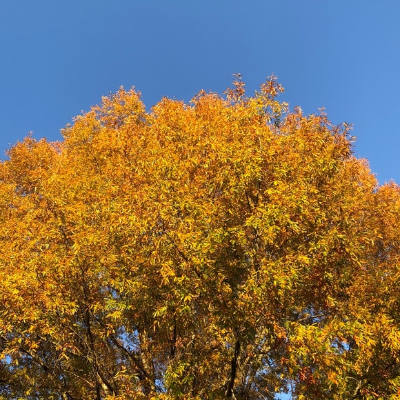 Meet your Posher, Jerryl - Picture 1 of 3